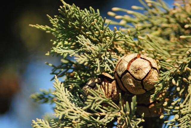 Cupressus sempervirens